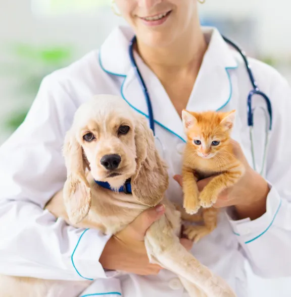 A Guide To Spaying (And Neutering): The Many Benefits, The Best Age To Do It, And What To Expect