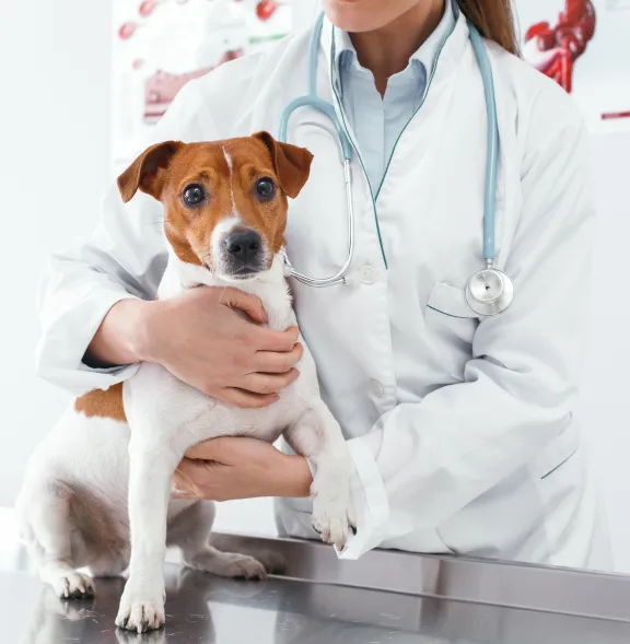 Protect your pet’s health and happiness with quality, preventive veterinary care