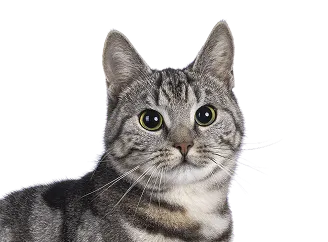 Cat representing the cat vaccination plan