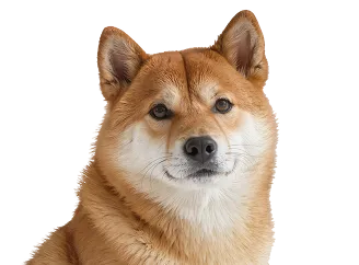 Dog representing the dog vaccination plan
