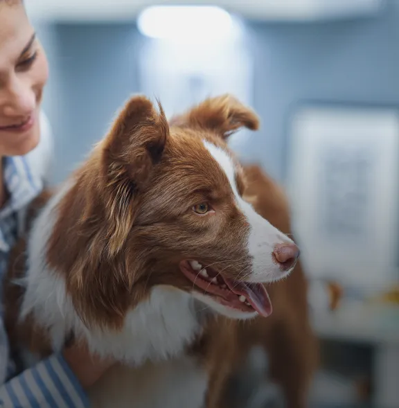 Recommended preventive care services for your pet