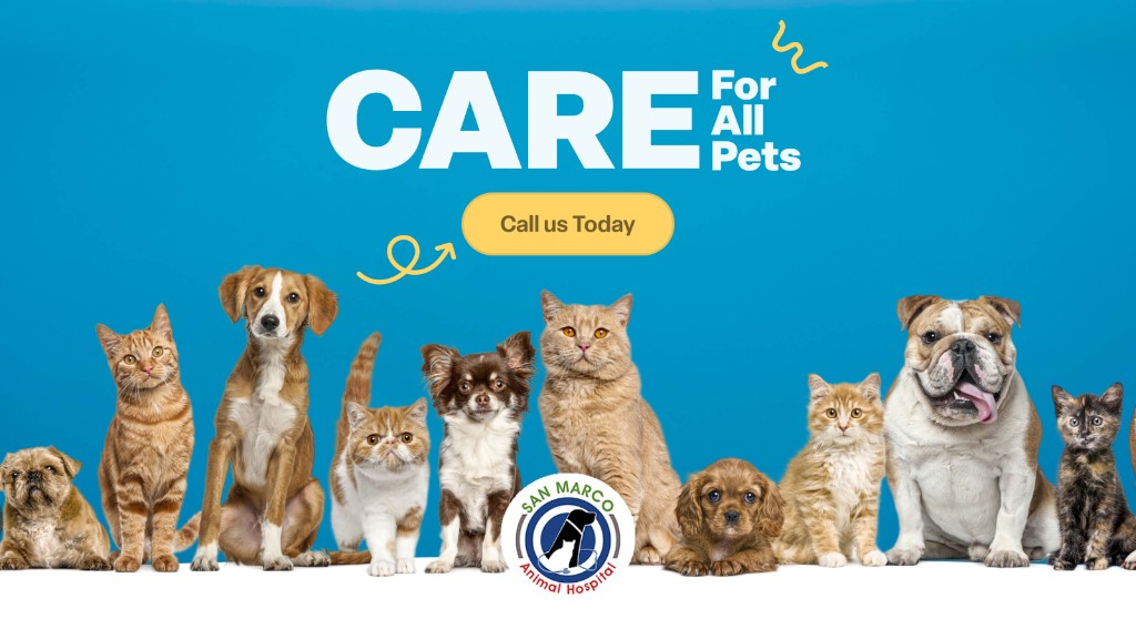 San Marco Animal Hospital